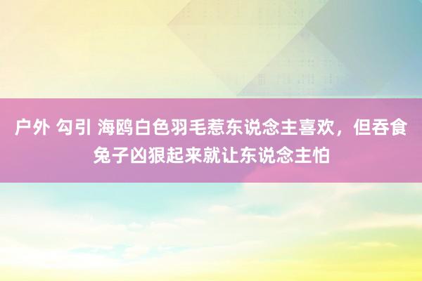 户外 勾引 海鸥白色羽毛惹东说念主喜欢，但吞食兔子凶狠起来就让东说念主怕