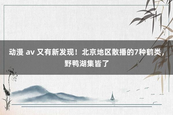 动漫 av 又有新发现！北京地区散播的7种鹤类，野鸭湖集皆了